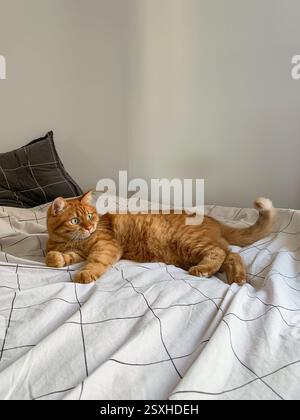 Cute ginger cat lying on the bed Stock Photo