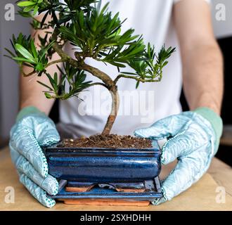 man adding granular organic fertilizer to bonsai pot, gardener spreading fertilizer in flower pot with wooden stick, indoor plant care, bonsai tree Stock Photo
