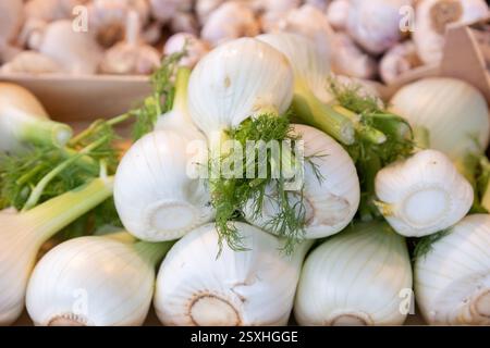 Fresh fennel bulbs with white layers and vibrant green fronds neatly arranged at a farmers market. Ideal for food photography, farm-fresh produce Stock Photo
