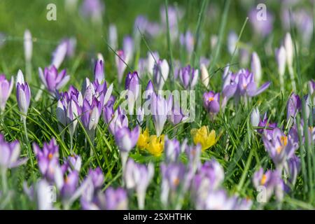 Close up of Whitewell purple (crocus tommasinianus) crocuses in bloom Stock Photo