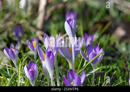 Close up of Whitewell purple (crocus tommasinianus) crocuses in bloom Stock Photo