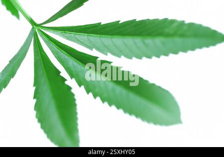 Close up detail of marijuana leaves against a plain background Stock Photo