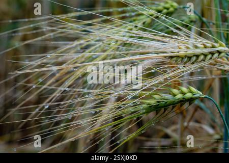 Cereal ears with water drops in rain on a sunless day with close-up detail. Stock Photo
