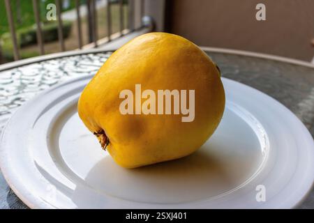 Large single quince fruit on a white ceramic plate. Stock Photo
