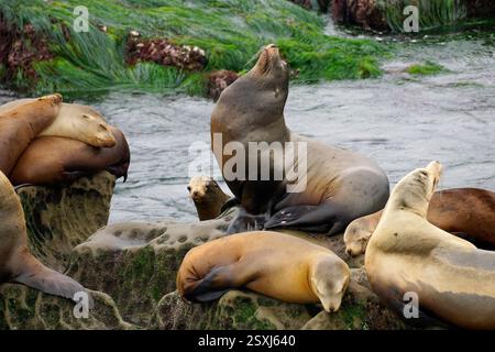Group of California Sea Lions resting on a rock Stock Photo