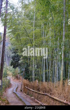 Serene path in a bamboo grove on a rainy, winter day in Kyoto, Japan.  Taken in February Stock Photo