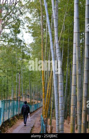 One person from behind walking along a path in a bamboo grove on a rainy winter day in Kyoto, Japan. Taken in February Stock Photo