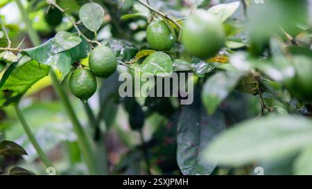 Photograph of limes hanging on a tree, showcasing their vibrant green color and natural texture. Stock Photo