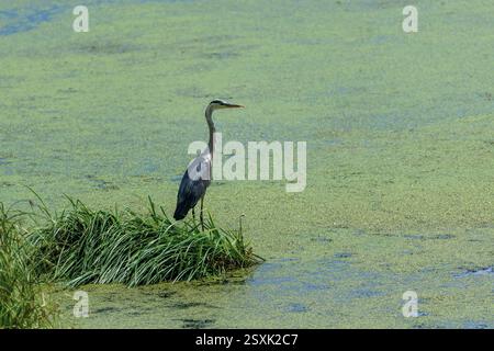 Close-up gray heron in a grass on river coast. Water bird in the nature habitat. Wildlife scene Stock Photo