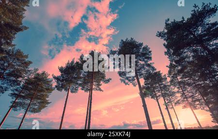 Mediterranean pine forest against sunset cloudy sky. Nature background Stock Photo