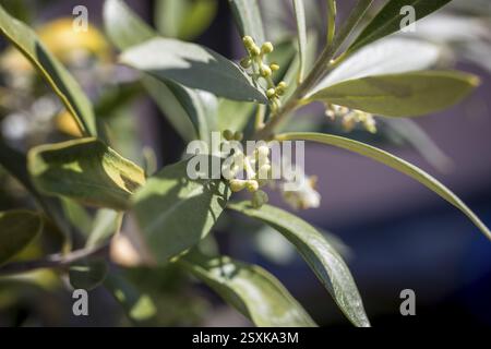 Flower buds on an olive tree (Olea europaea) Stock Photo