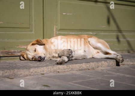 Stray dog sleeping on the ground Stock Photo