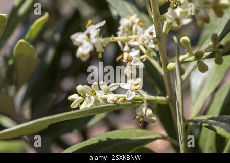 Blossoms on an olive tree (Olea europaea) Stock Photo