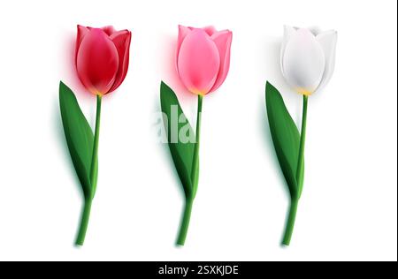 Tulips flower vector element set. Tulip flowers collection in pink and red colors with green leaves and stem element for romantic object and floral Stock Vector