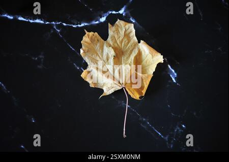 One single yellow, dried and curled maple leaf on black marble surface. Copy space. Stock Photo