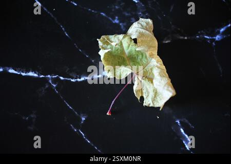 A single yellow and pale green maple leaf against black marble surface. Horizontal photo with copy space. Stock Photo