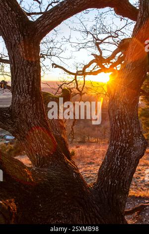 Setting sun shining through the branches of a gorgeous old tree Stock Photo