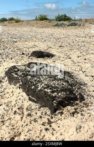 Ancient peat log on Kessingland beach, Suffolk, UK Stock Photo