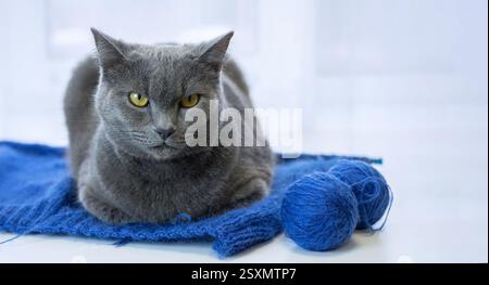Grey cat portrait with striking yellow eyes gazing at knitted blue fabric in peaceful pose. Closeup. Stock Photo