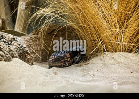 Lizard Qatar Wild Spiny tailed Agama Lizard in Qatar Desert Stock Photo - Alamy