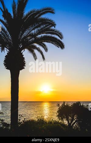 Sunrise over the ocean with a palm tree. Stock Photo