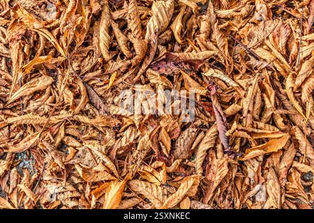 Dried shriveled Horse Chestnut (Aesculus hippocastanum) leaves on ground in Autumn - Vienne (86), France. Stock Photo