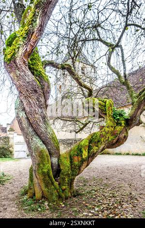 Multi-branched trunk of old Judas tree (Cercis siliquastrum) - Vienne (86), France. Stock Photo