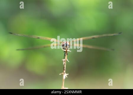 Dragonfly (Possibly Rhyothemis) Frontal Close-Up: Perched on a Twig Stock Photo