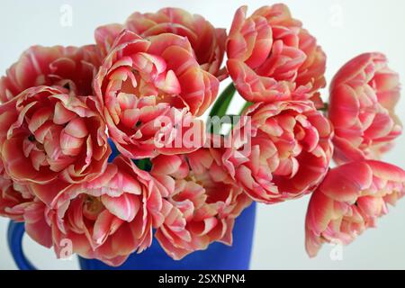 Bright pink double peony tulips with cream edges dazzle in a vibrant blue jug. Full frame close-up studio image against white background. Stock Photo