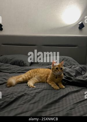 The image features a ginger cat lying on a dark gray bedspread in a modern bedroom. The bed has a gray upholstered headboard, and two wall-mounted lig Stock Photo