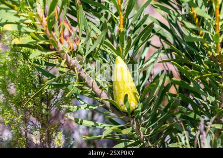 Protea repens closed bud on a bush or shrub close up in the wild at Jonkershoek nature reserve, Western Cape, South Africa Stock Photo