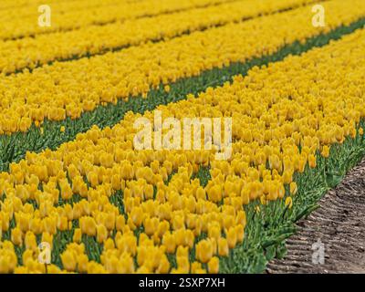 Vibrant yellow tulips blanket the fields in Norfolk, UK, showcasing their beauty under a clear spring sky. Stock Photo
