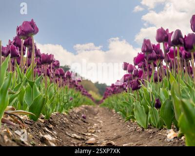 Ground-level view between rows of vibrant purple tulips, with a blue cloudy sky in the distance, Norfolk. UK Stock Photo