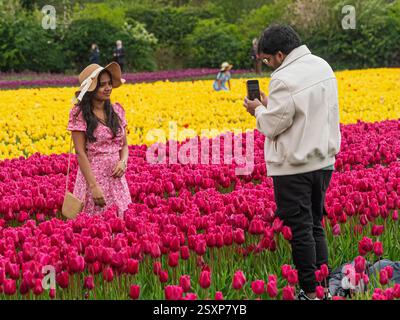 A man captures a photo of a woman in a pink floral dress and straw hat, standing amidst a vibrant field of tulips on a cold spring day in Norfolk. Stock Photo