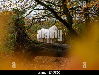 Samoyed dog in Autumn woodland Stock Photo