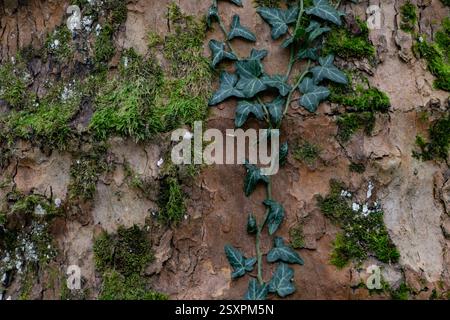 Green ivy climbing on old tree bark with moss and lichen Stock Photo