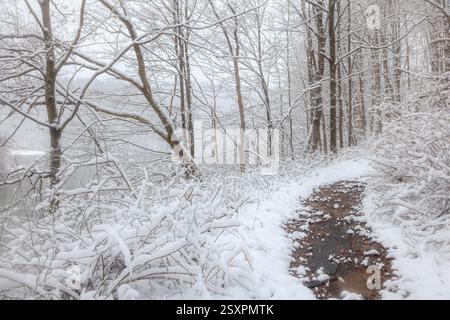 Winter path in woods after fresh snow Stock Photo