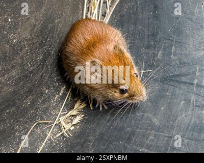 Field pest Common Vole, Microtus arvalis, caught in a bucket, Pruhonice, February 25, 2025. (CTK Photo/Libor Sojka) Stock Photo