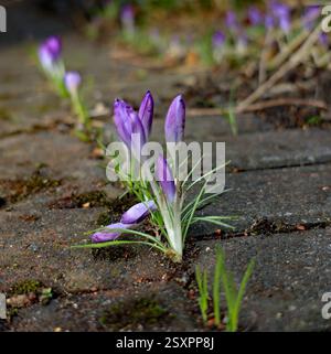 A bright winters day, spring is on its way as a crocus pushes up through the brickwork of a block paving drive in Burscough West Lancashire. Stock Photo