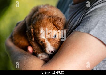 Man holding cute puppy in arms. Close-up of cute Nova Scotia Duck Tolling Retriever. Stock Photo