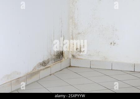 Black mould on a wall at home in a kitchen room. Dark green or black fungus as consequence of water damp and a cold wall during winter. Stock Photo