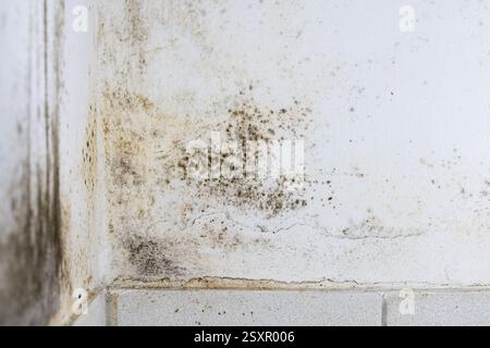 Mould on an interior wall at home. Dark green or black fungus as consequence of a water-damage. Cold wall structure causing moisture. Stock Photo