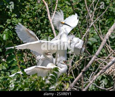 A Snowy Egret parent landing in between the awaiting hungry chicks. Image taken at a rookery island at Denver's City Park in Colorado. Stock Photo