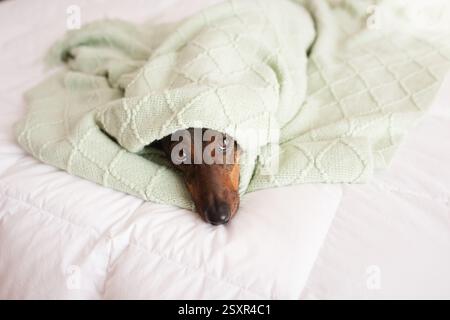 Brown dachshund sleeps sweetly on the bed. Stock Photo
