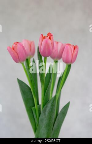 Tulips pink, on the gray background. Stock Photo