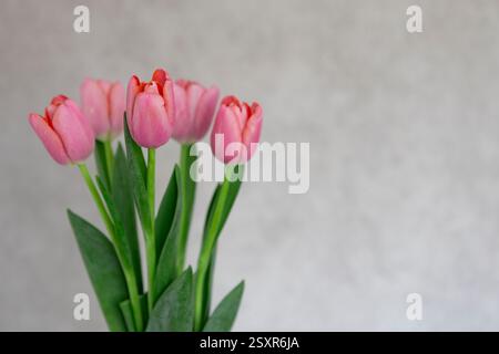Tulips pink, on the gray background. Stock Photo