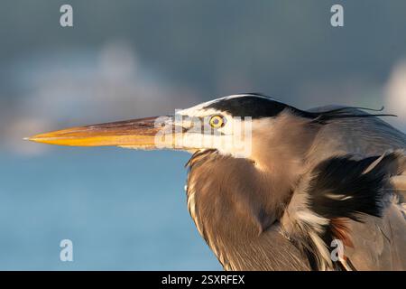 A detailed profile of a Great Blue Heron positioned near the water's edge. Stock Photo