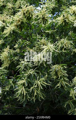 Sweet Chestnut Tree Flowers, Castanea sativa, Fagaceae, UK, Europe Stock Photo