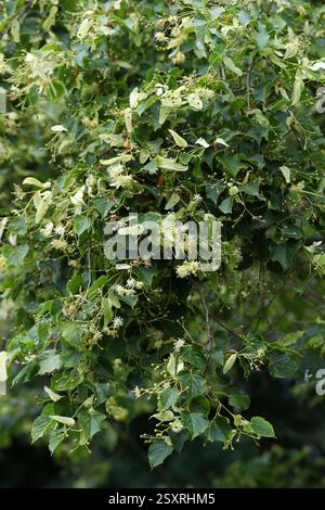 Amur Lime or Amur Linden, Tilia amuresis, Malvaceae. Russia to Korea. Stock Photo