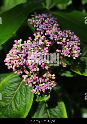 Evergreen Hydrangea, Dichroa versicolor, Hydrangeaceae, China, Asia Stock Photo